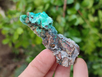 Natural Drusy Coated Chrysocolla with Malachite x 12 From Lupoto Mine, Congo