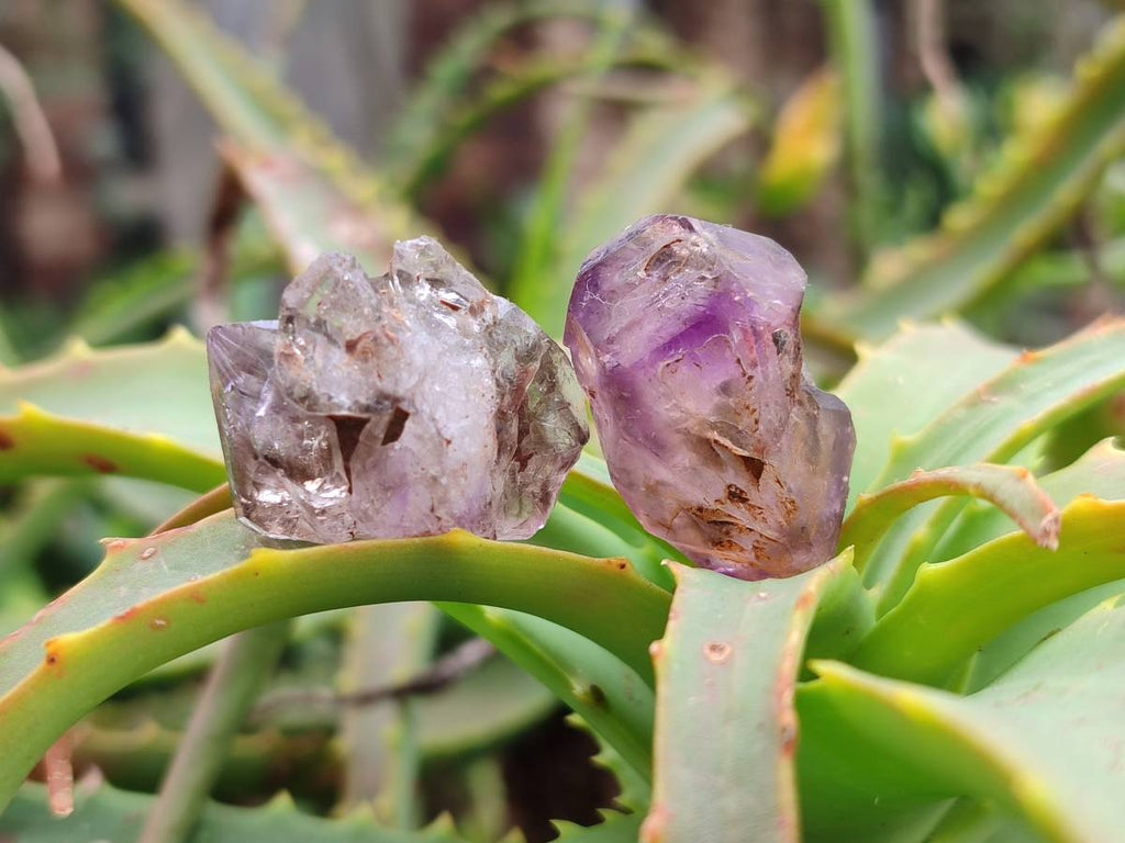 Natural Window Amethyst Crystals x 20 From Chiredzi, Zimbabwe - Toprock Gemstones and Minerals 
