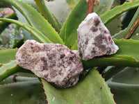 Natural Cobbed Rubellite Pink Tourmaline x 24 From Ambatondrazaka, Madagascar
