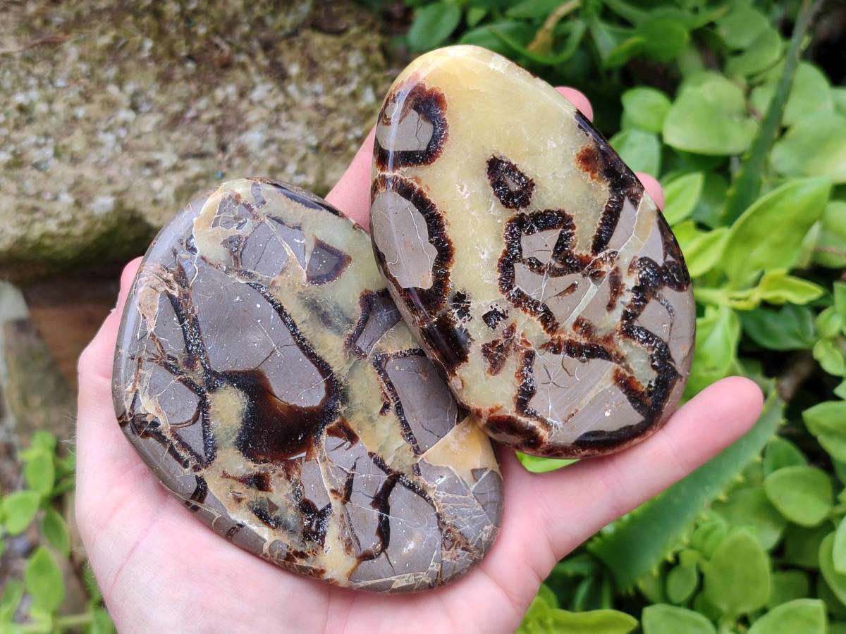 Polished Septerye Slices x 6 From Mahajanga, Madagascar - Toprock Gemstones and Minerals 