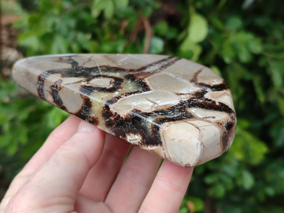 Polished Septerye Slices x 6 From Mahajanga, Madagascar - Toprock Gemstones and Minerals 