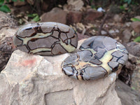 Polished Septerye Slices x 6 From Mahajanga, Madagascar