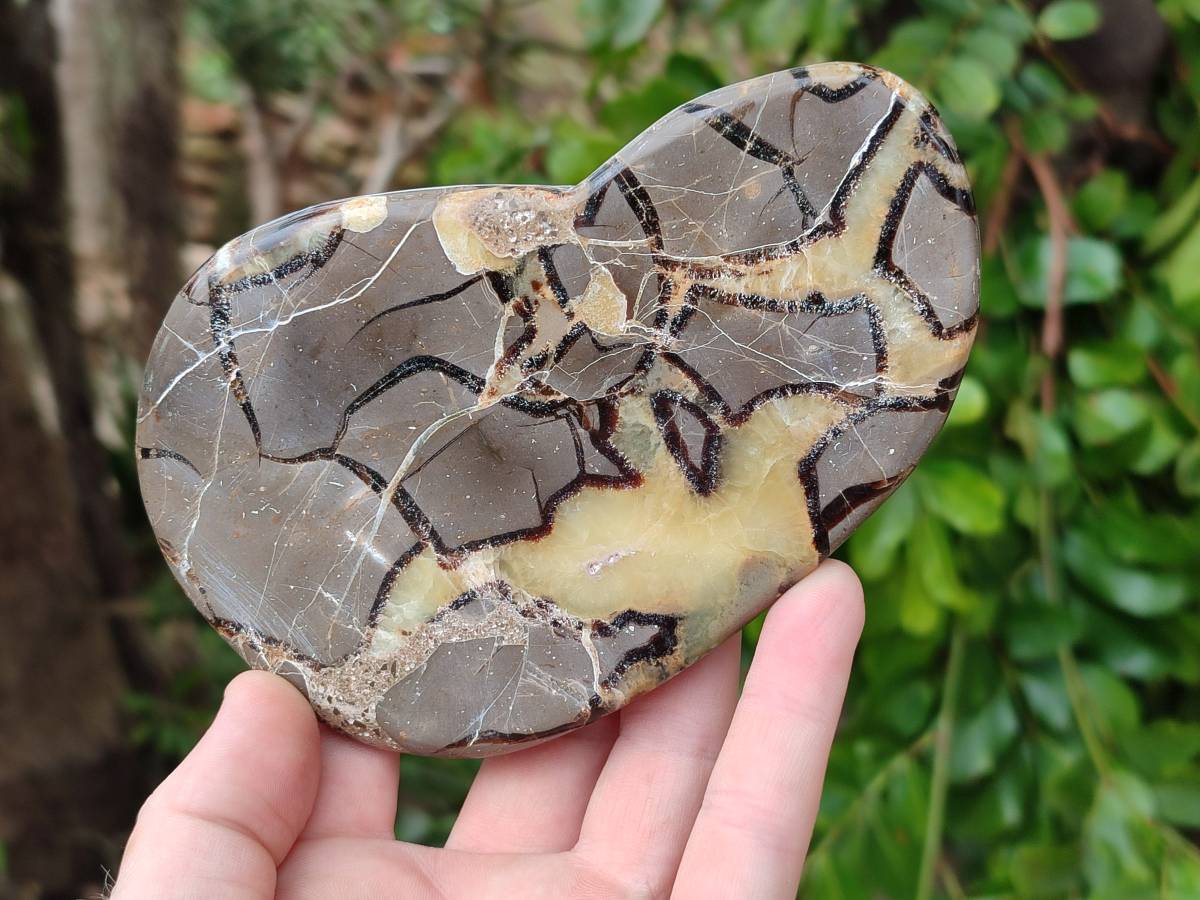 Polished Septerye Slices x 6 From Mahajanga, Madagascar - Toprock Gemstones and Minerals 