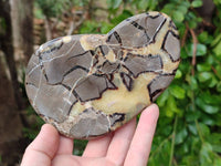 Polished Septerye Slices x 6 From Mahajanga, Madagascar