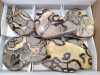 Polished Septerye Slices x 6 From Mahajanga, Madagascar