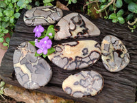 Polished Septerye Slices x 6 From Mahajanga, Madagascar