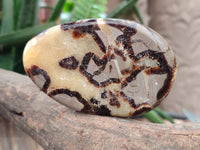 Polished Septerye Slices x 6 From Mahajanga, Madagascar