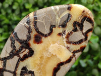 Polished Septerye Slices x 6 From Mahajanga, Madagascar