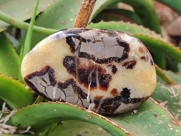 Polished Septerye Slices x 6 From Mahajanga, Madagascar