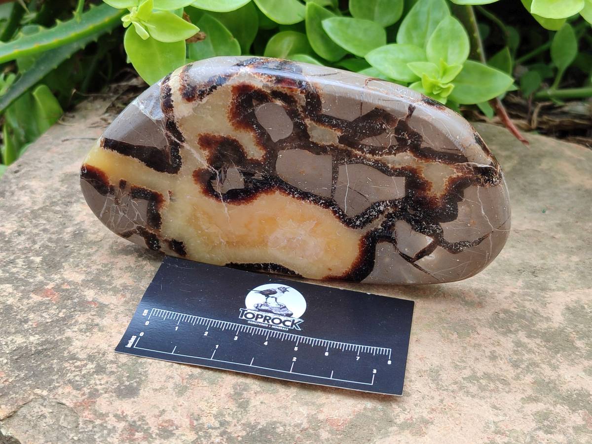 Polished Septerye Slices x 6 From Mahajanga, Madagascar - Toprock Gemstones and Minerals 