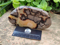Polished Septerye Slices x 6 From Mahajanga, Madagascar