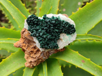 Natural Ball Malachite and Drusy Quartz On Dolomite Matrix Specimens x 6 From Kambove, Congo