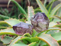 Natural Window Amethyst Crystals x 35 From Chiredzi, Zimbabwe