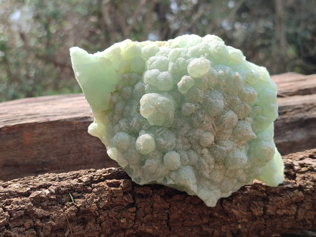 Natural Botryoidal Prehnite Specimens x 2 From Beaufort West, South Africa - Toprock Gemstones and Minerals 