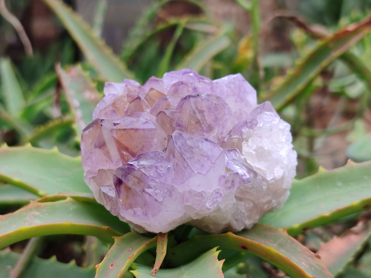 Natural Amethyst Spirit Quartz Clusters x 4 From Boekenhouthoek, South Africa - Toprock Gemstones and Minerals 