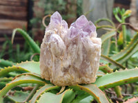 Natural Sugar Amethyst Clusters x 6 From Zambia