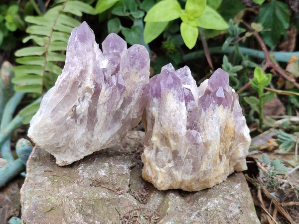 Natural Sugar Amethyst Clusters x 6 From Zambia