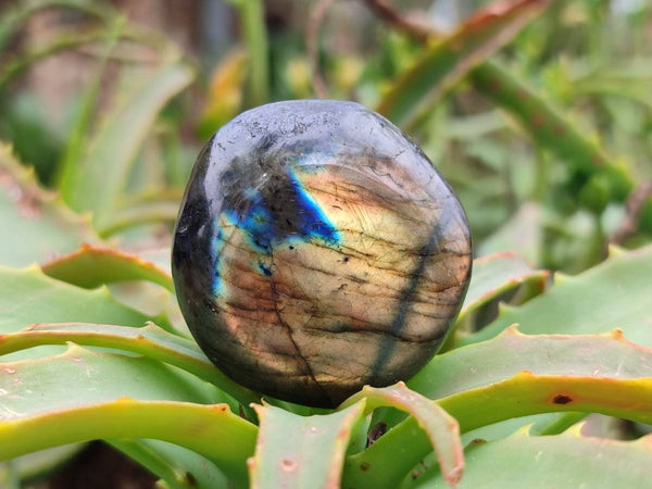 Polished Labradorite Palm Stones x 35 From Tulear, Madagascar