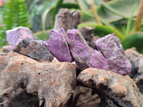 Natural Stichtite Cobbed Specimens x 70 From Barberton, South Africa