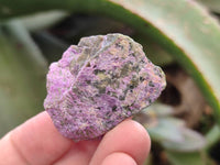 Natural Stichtite Cobbed Specimens x 70 From Barberton, South Africa