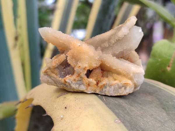 Natural Golden Limonite Spirit Quartz Crystals x 13 From Boekenhouthoek, South Africa