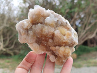 Natural Golden Limonite Spirit Quartz Crystals x 13 From Boekenhouthoek, South Africa