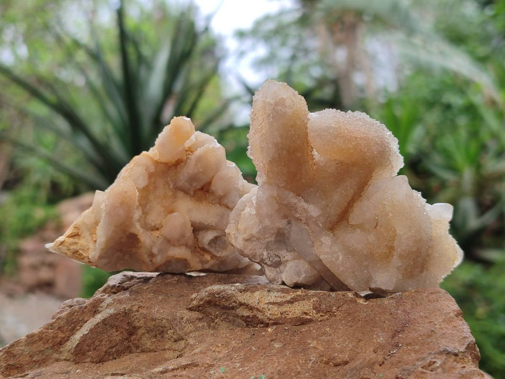 Natural Golden Limonite Spirit Quartz Crystals x 13 From Boekenhouthoek, South Africa - Toprock Gemstones and Minerals 