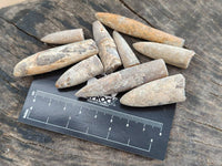 Natural Belemnite Fossils x 2.07 kg Lot, From Maintiarano, Madagascar
