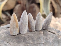 Natural Belemnite Fossils x 2.07 kg Lot, From Maintiarano, Madagascar
