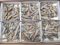Natural Belemnite Fossils x 2.07 kg Lot, From Maintiarano, Madagascar