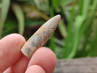 Natural Belemnite Fossils x 2.07 kg Lot, From Maintiarano, Madagascar