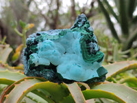 Natural Botryoidal Malacolla Specimens x 6 From Kulukuluku, Congo