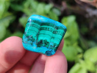 Polished Malacolla Free Forms x 70 From Kalukundi Mine, Congo