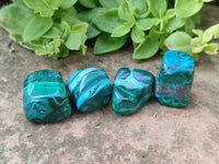 Polished Malacolla Free Forms x 70 From Kalukundi Mine, Congo