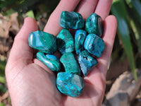 Polished Malacolla Free Forms x 70 From Kalukundi Mine, Congo