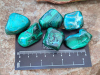 Polished Malacolla Free Forms x 70 From Kalukundi Mine, Congo
