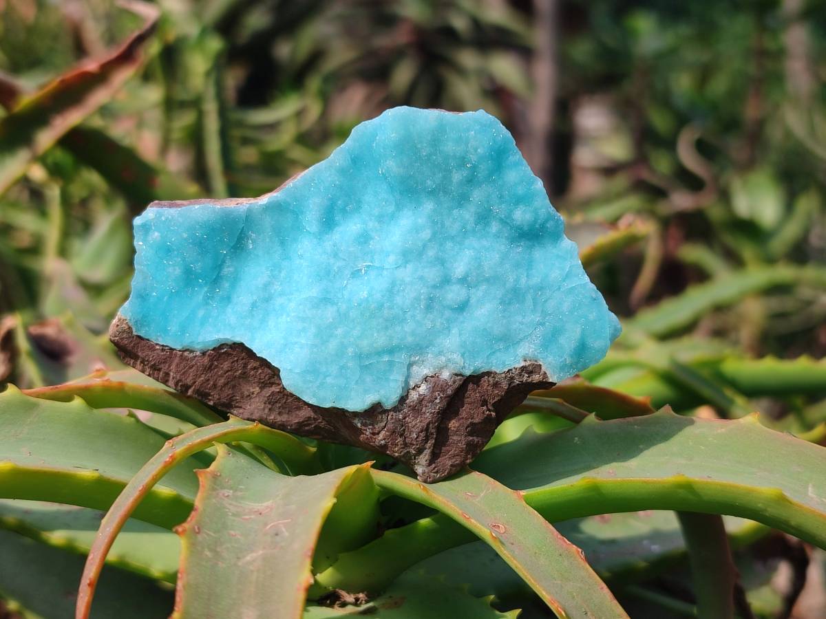 Natural Hemimorphite on Dolomite Specimens x 6 From Lupoto Mine, Congo - Toprock Gemstones and Minerals 
