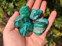 Polished Malacolla Free Forms x 20 From Kalukundi Mine, Congo