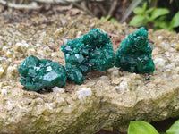 Natural Dioptase On Dolomite Specimens x 20 From Likasi, Congo