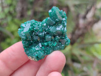 Natural Dioptase On Dolomite Specimens x 20 From Likasi, Congo