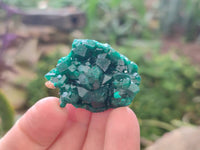 Natural Dioptase On Dolomite Specimens x 20 From Likasi, Congo