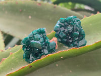 Natural Dioptase On Dolomite Specimens x 20 From Likasi, Congo