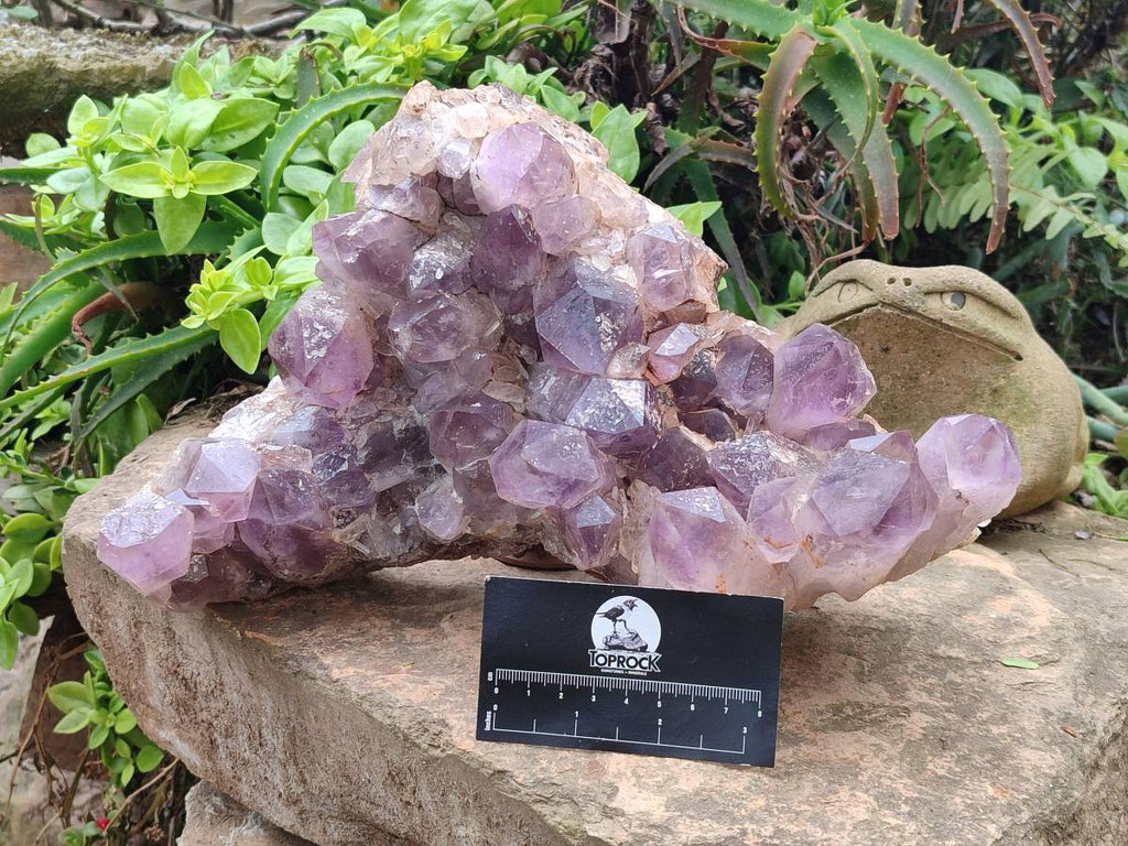 Natural Jacaranda Amethyst Quartz Cluster x 1 From Mumbwa, Zambia - Toprock Gemstones and Minerals 