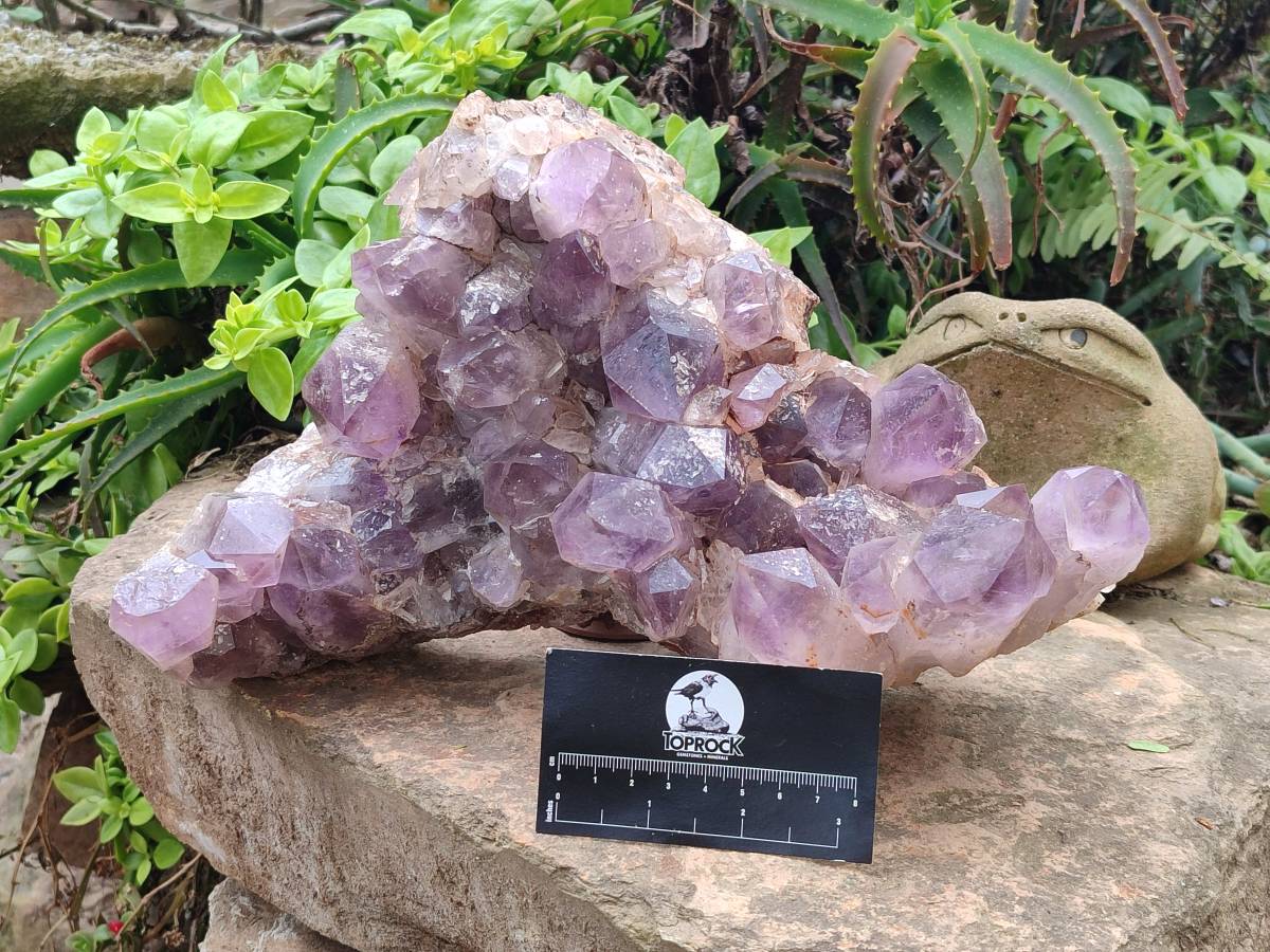 Natural Jacaranda Amethyst Quartz Cluster x 1 From Mumbwa, Zambia - Toprock Gemstones and Minerals 