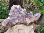Natural Jacaranda Amethyst Quartz Cluster x 1 From Mumbwa, Zambia - Toprock Gemstones and Minerals 