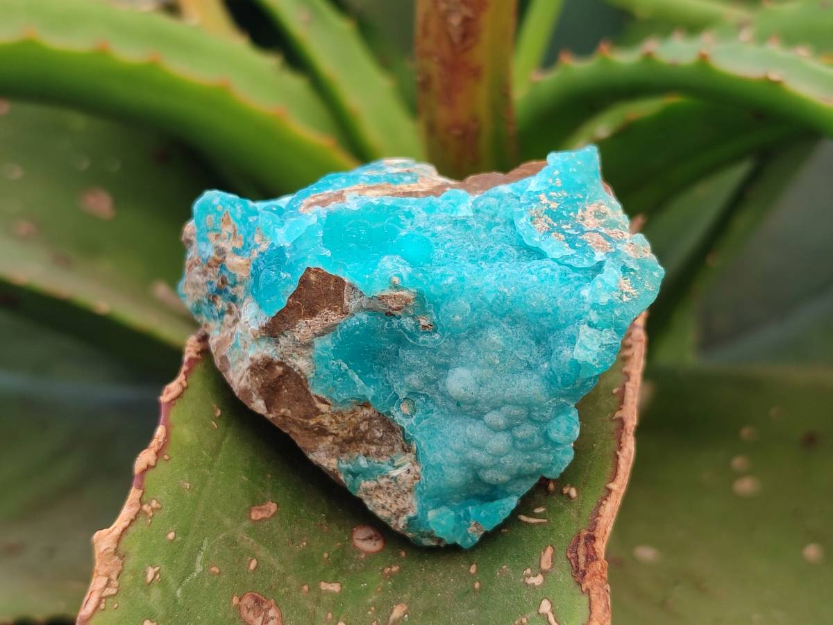 Natural Hemimorphite on Dolomite Specimens x 6 From Lupoto Mine, Congo - Toprock Gemstones and Minerals 