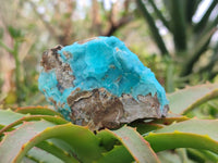 Natural Hemimorphite on Dolomite Specimens x 6 From Lupoto Mine, Congo