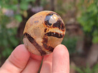 Polished Septerye Palm Stones x 20 From Mahajanga, Madagascar