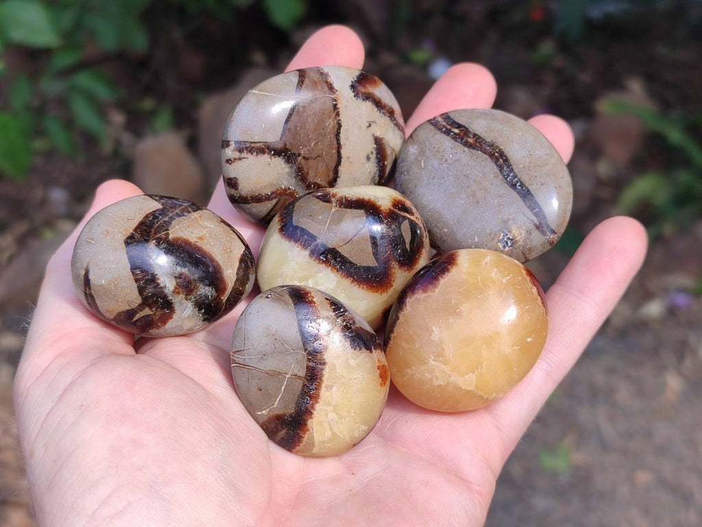 Polished Septerye Palm Stones x 20 From Mahajanga, Madagascar - Toprock Gemstones and Minerals 