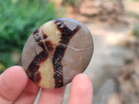 Polished Septerye Palm Stones x 20 From Mahajanga, Madagascar